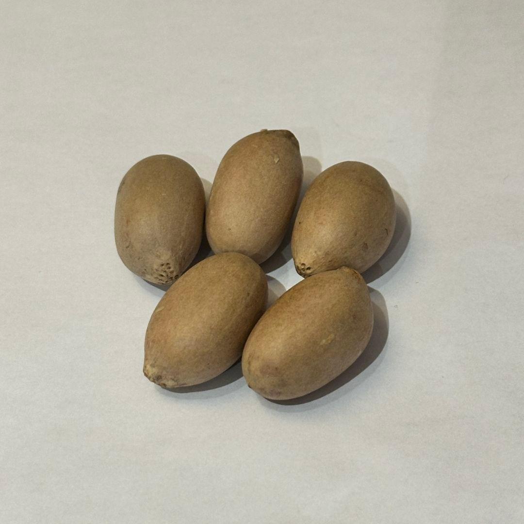 正規輸入種子1粒 エンセファラルトス アレナリウス トゥルーブルー 正規輸入種子1粒 エンセファラルトス アレナリウス トゥルーブルー