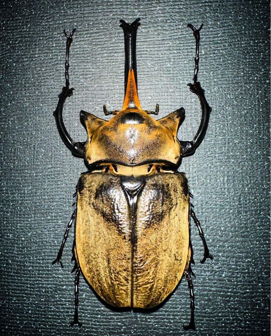 エレファスゾウカブト♂105mm 標本 - メルカリ