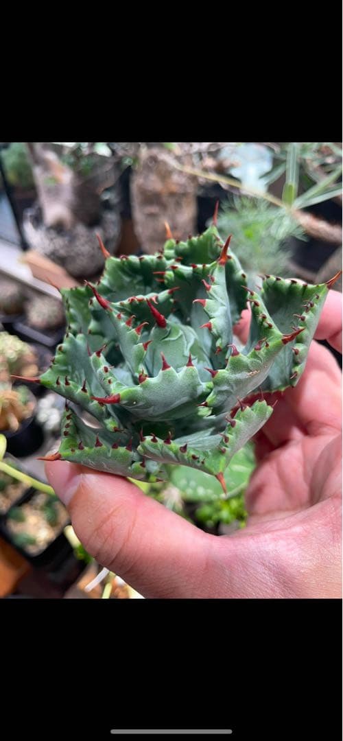 ソ*ー様 【発根済】CJハイブリッド(甲蟹交種) - メルカリ