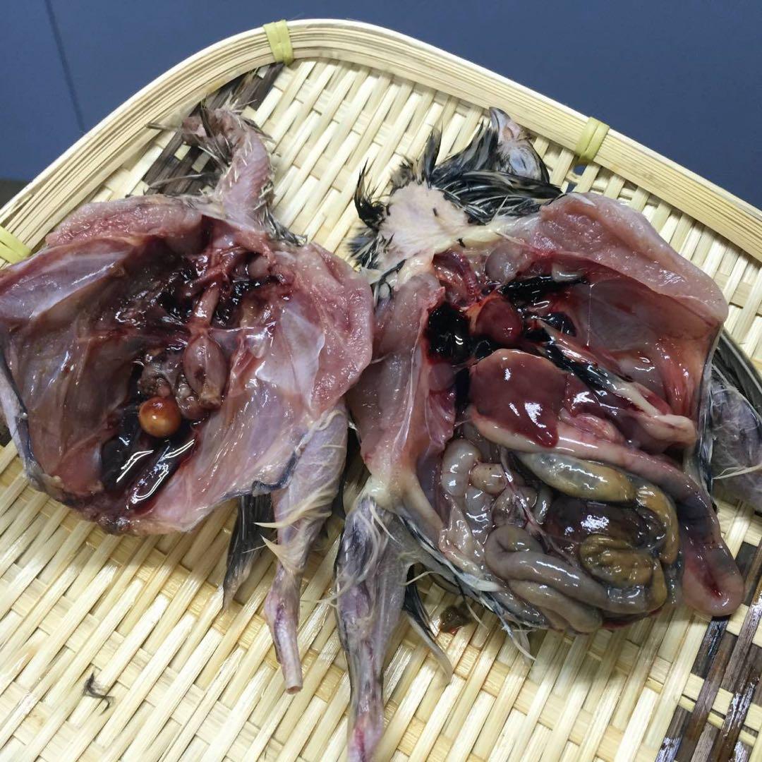 無薬】猛禽類・爬虫類などに！！北海道産 冷凍ウズラ 100羽【未処理