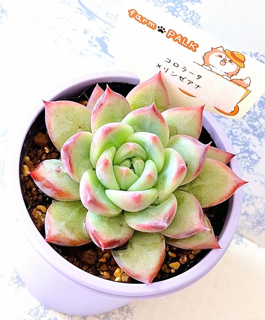 ꕤclara*様 リクエスト 2点 まとめ商品 さくら様 リクエスト 2点 まとめ商品 - メルカリ