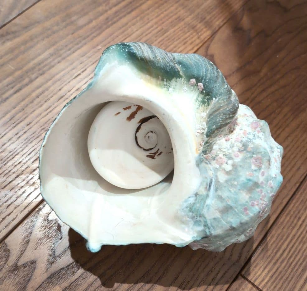 夜光貝 置物 未加工 美しい貝殻 沖縄 ハンドメイド素材 合わせて約736g