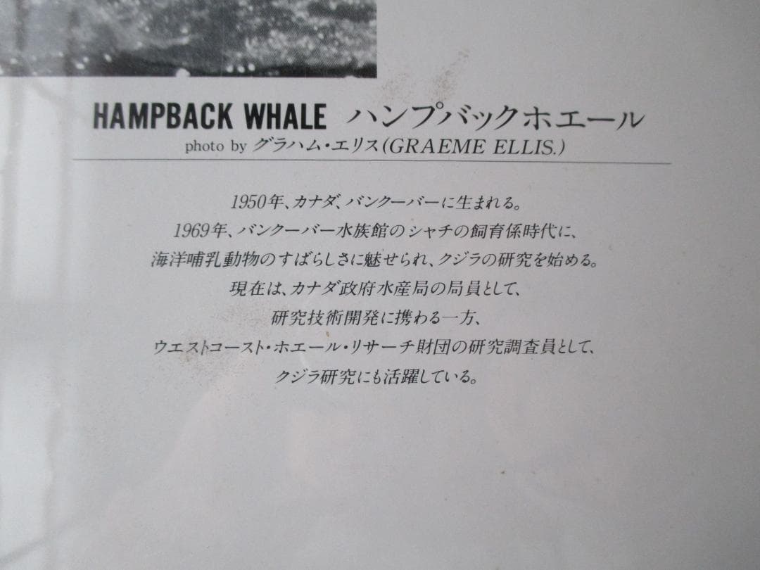ビンテージパズル ◎アナザーワールド◎鯨ハンプバックホエール1000P未