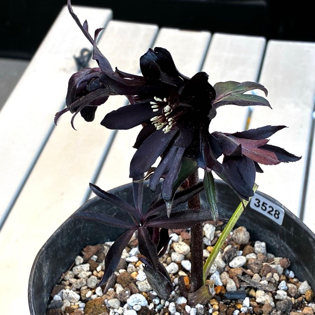 ゴ*ー様 3528☘️ラスト2☘️蕾花付☘️⭐️ブラックマジック⭐️テカテカ⭐️