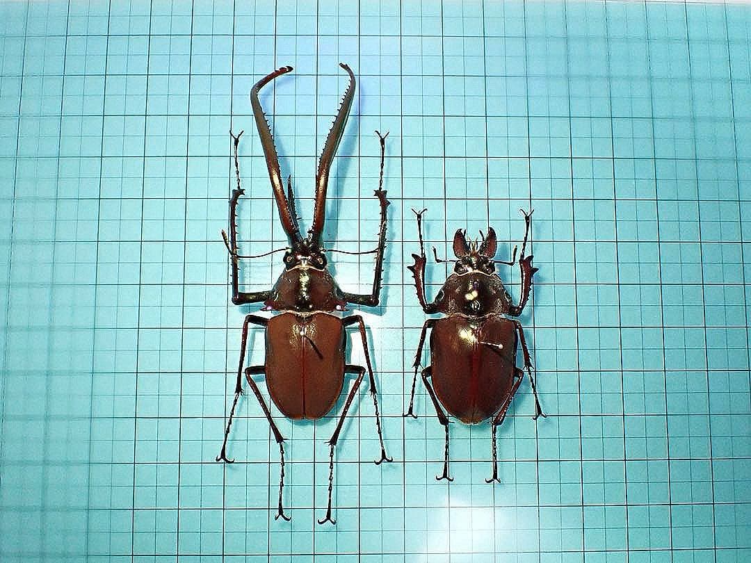 【標本】コガシラクワガタ　ペア　78.8ミリ　41.7ミリ　チリ産　野外品 2026,2/22新着WILD 超Ultimate15 南米チリ便 世界最高峰!! チリ