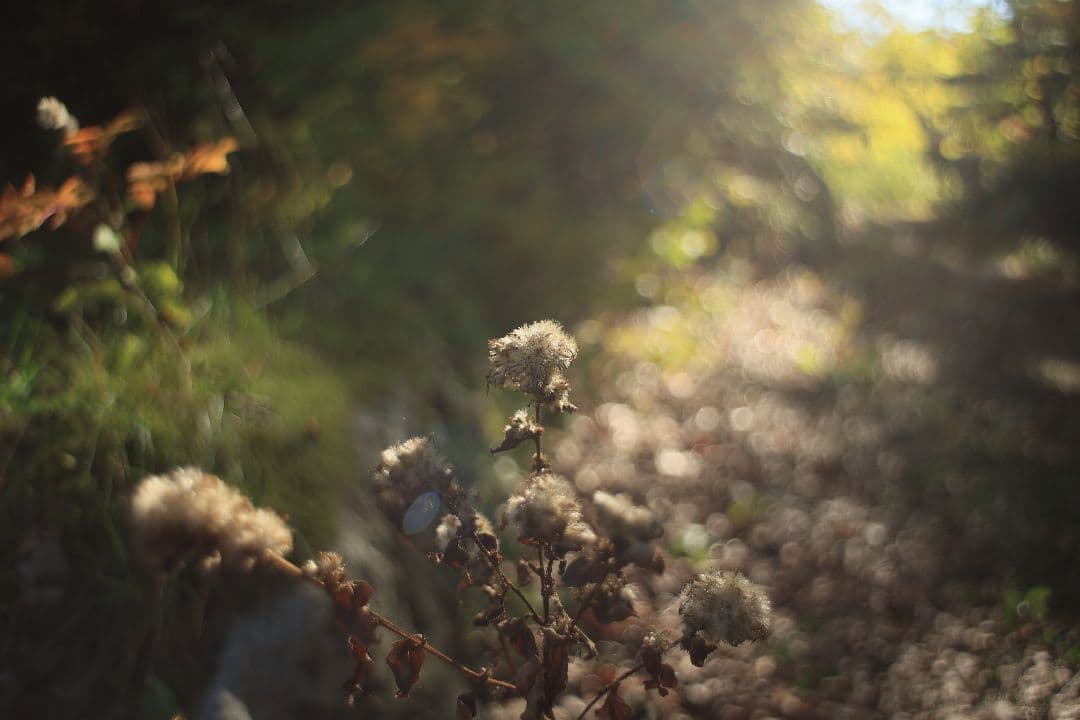 《銘珍玉》KOMURANON 28mm F2.5【光学美品】