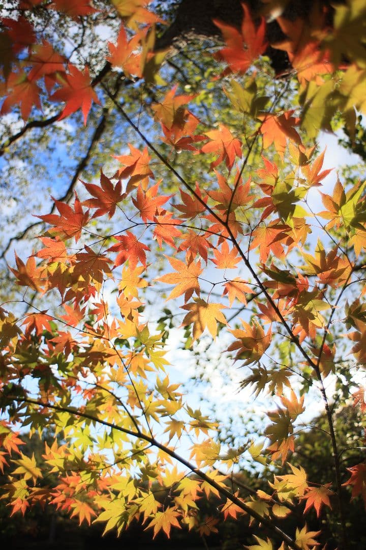 《銘珍玉》KOMURANON 28mm F2.5【光学美品】