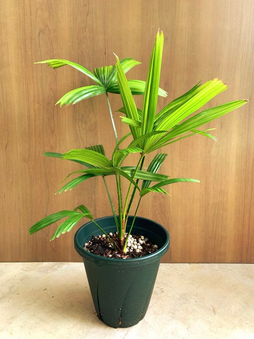 なつ様専用 リクアラ・スピノーサsp - メルカリ