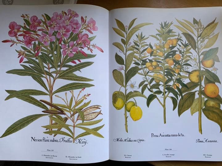 美しい1613年の植物画集'Besler Florilegium'