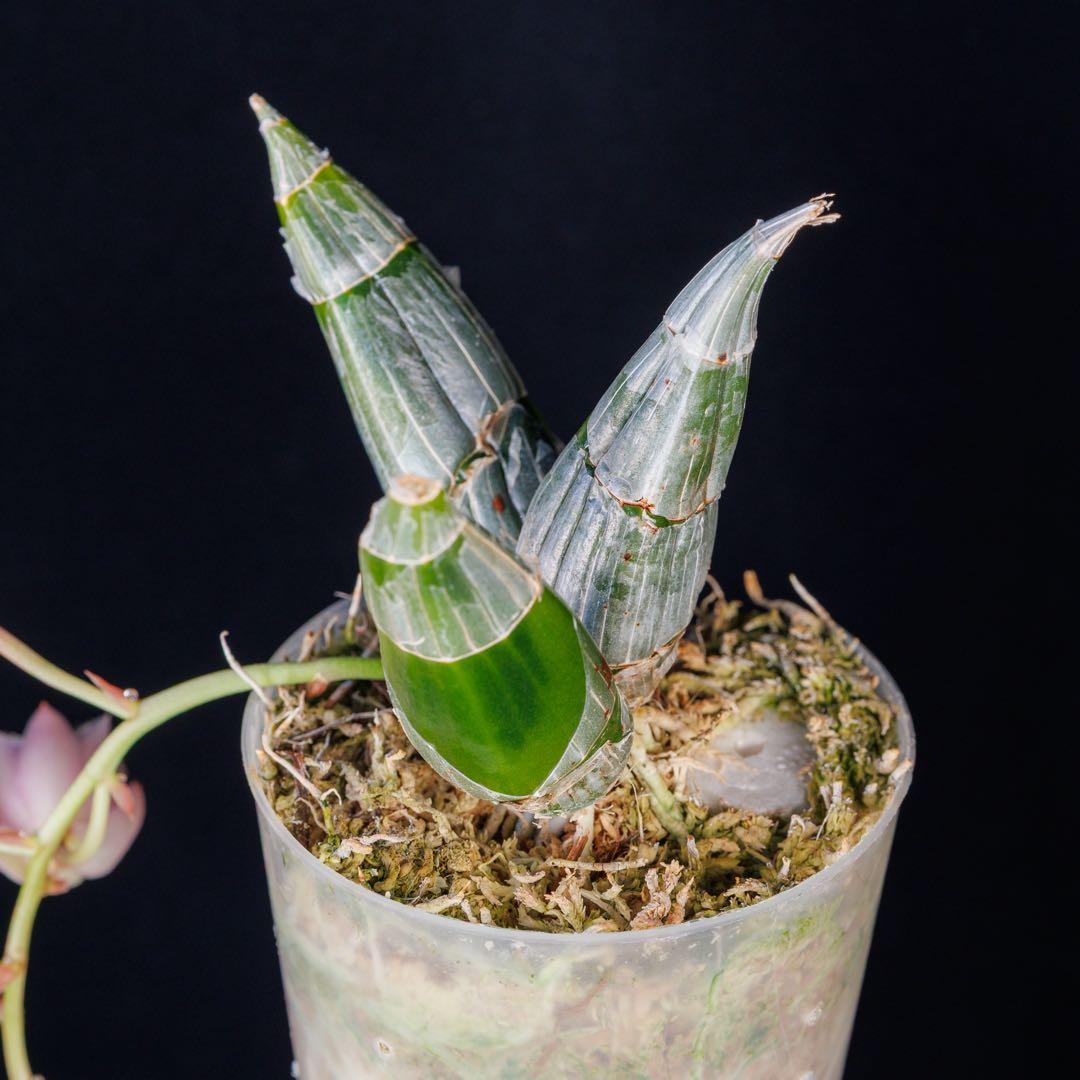 タケノコ蘭 Clowesia rosea SVO選別個体 カタセタム - メルカリ