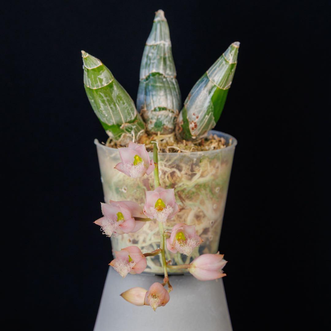 タケノコ蘭 Clowesia rosea SVO選別個体 カタセタム タケノコ蘭 Clowesia rosea SVO選別個体 カタセタム - メルカリ