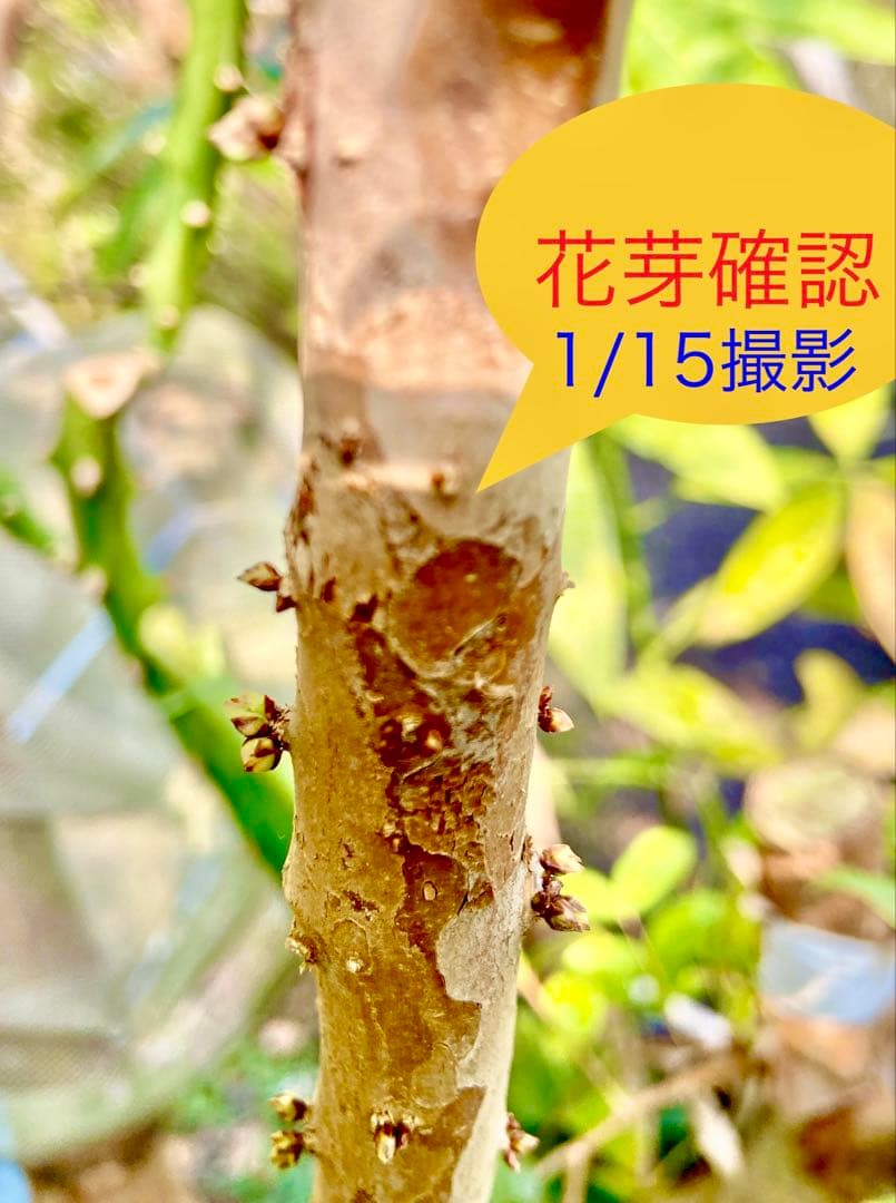 青木 禎斉様用 正月特価1万値下❗️耐寒ジャボチカバ 小葉ミウーダ大株