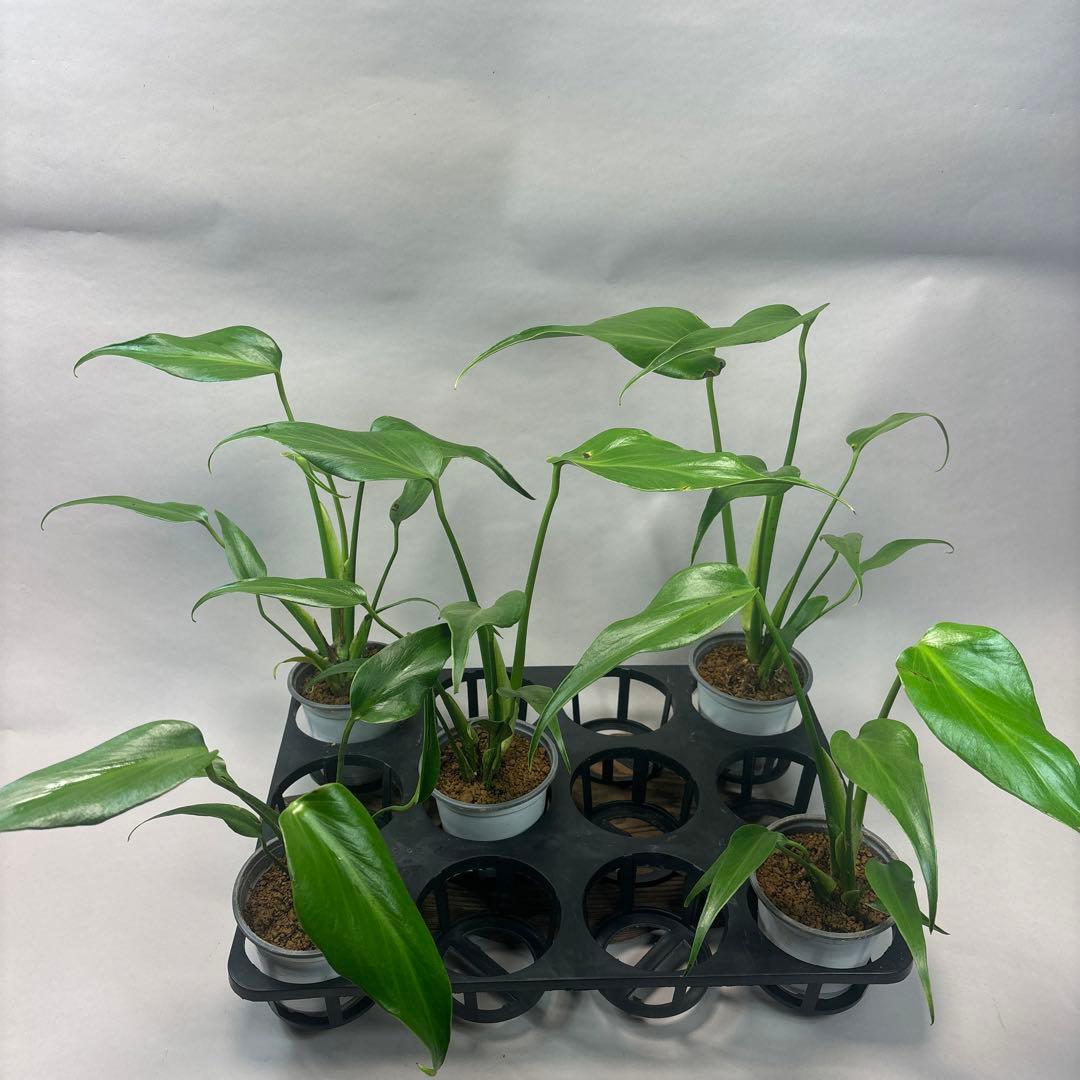 サ*イ様 5株セットms45ちょっと傷あり　モンステラ バールマルクスフレーム 5株セットms45ちょっと傷あり モンステラ バールマルクスフレーム