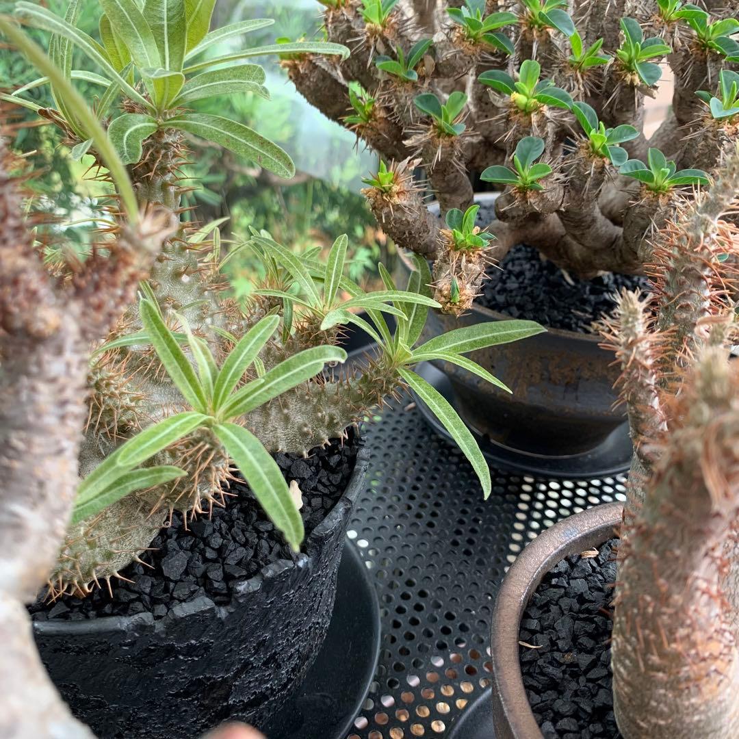 2kg 化粧石 砂 マルチング デコジャリ ブラック アガベ 化粧砂 土 48