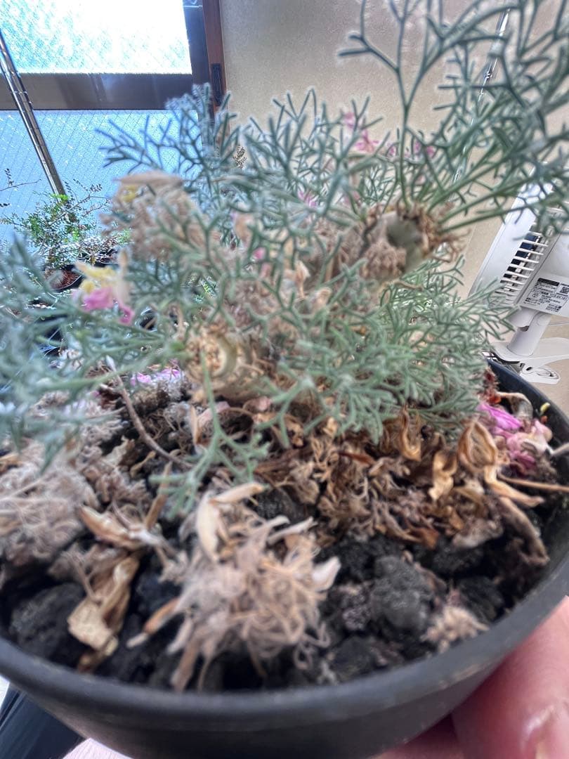 サウコカウロン ペニクリナム 大株 ラスト