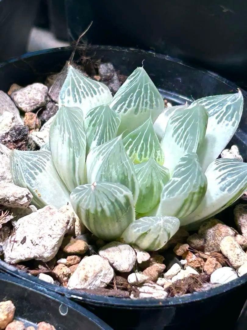 ハオルチア 白蛇伝 中株 斑入り 糊斑 - メルカリ