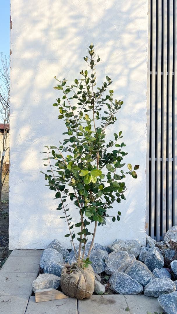 超逸品。フェイジョア株立ち1.7M(鉢底から)品番F - メルカリ