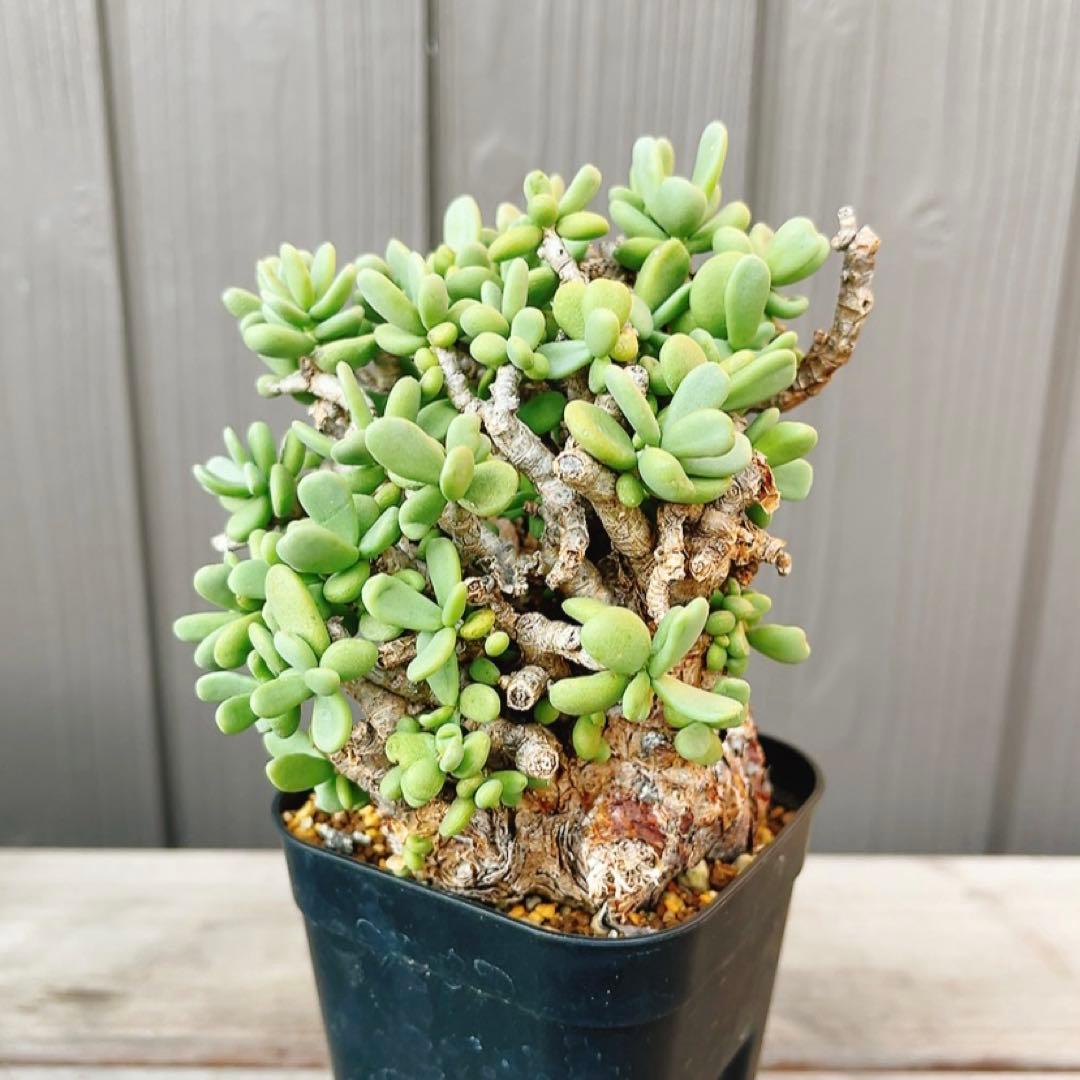 《期間限定販売❗️》『ケラリア　ピグマエア』　極美株　現地球　発根済 ポット発送