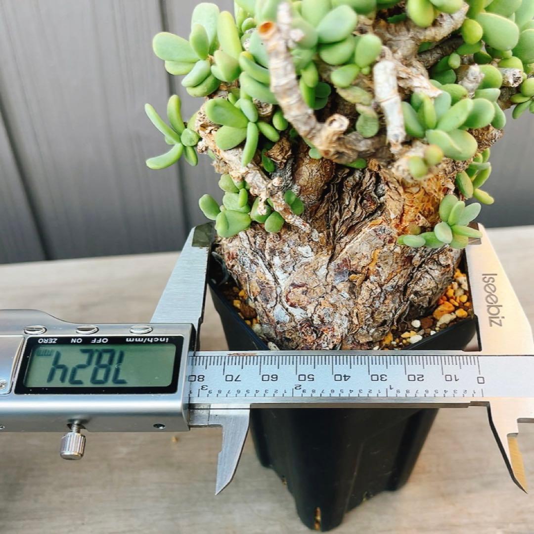 《期間限定販売❗️》『ケラリア　ピグマエア』　極美株　現地球　発根済 ポット発送