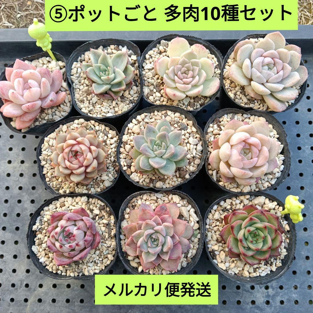 ⑤【ポットごと】10種セット☆多肉植物☆メルカリ便 - メルカリ