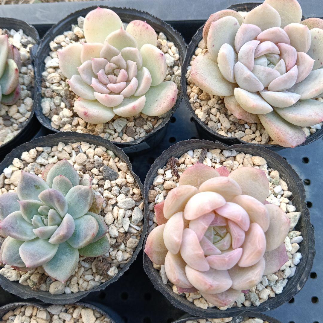 ⑤【ポットごと】10種セット☆多肉植物☆メルカリ便 - メルカリ