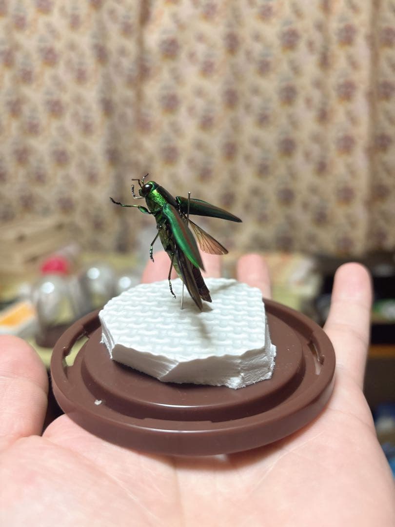 緑色と黒色の昆虫標本ヤマトタマムシ - メルカリ