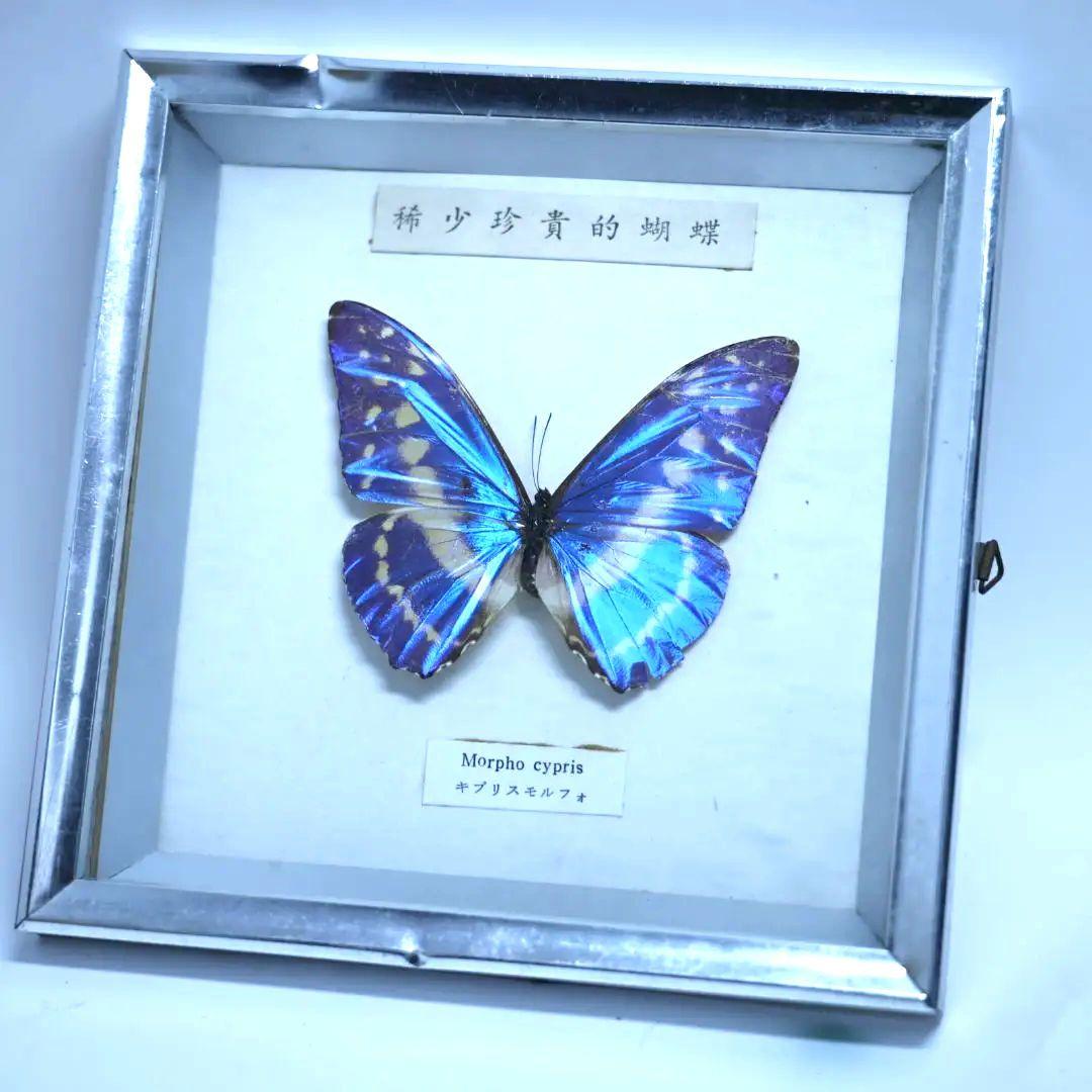 キプリスモルフォ 標本 額入り 稀少珍奇的胡蝶 - メルカリ