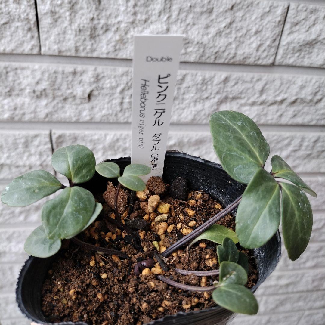 クリスマスローズ ピンクニゲル 八重 ダブル 苗 鉢 バラ - メルカリ