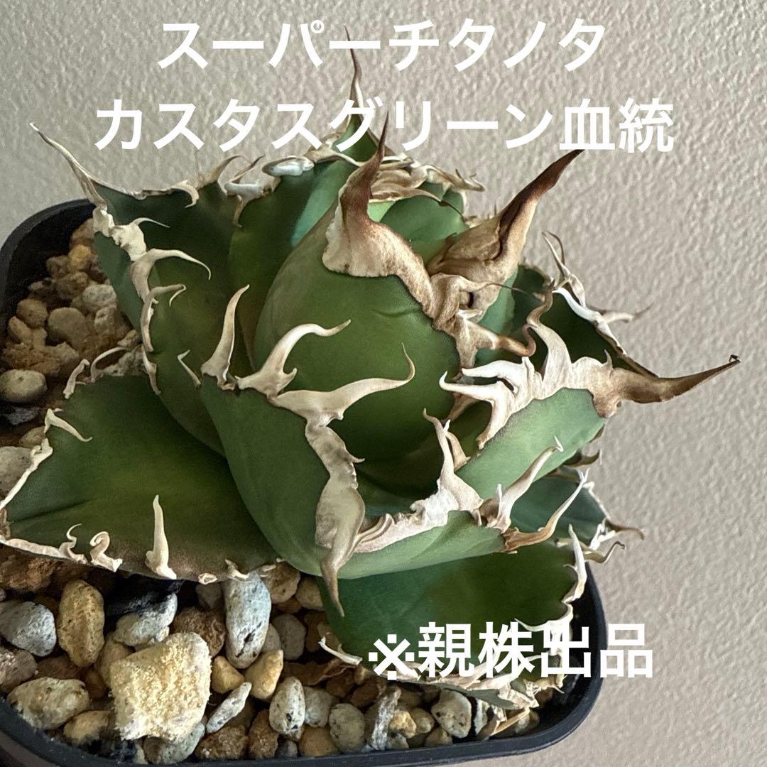 引越しセール！泣きのコレクション出品！ アガベ スーパーチタノタ 親株 泣きのコレクション出品！ アガベ スーパーチタノタ 親株 | 激安通販の