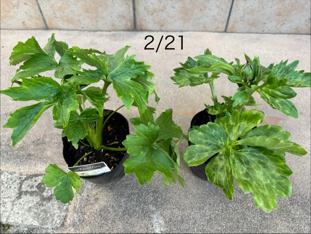 ラナンキュラスラックス苗 2品種 セット 新品種の通販はau PAY