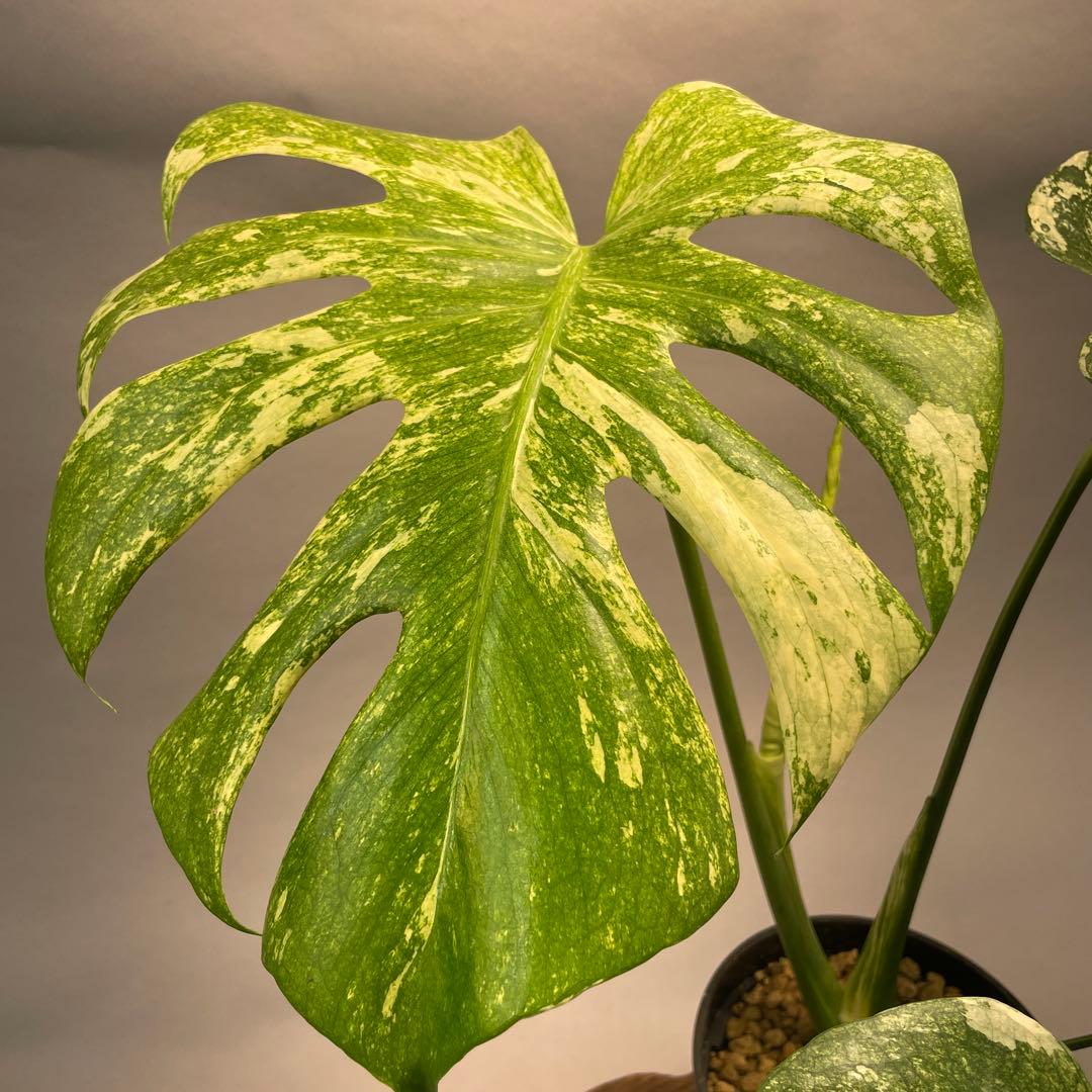h*）様 L024ホワイトモンスター 天津蘭 モンステラ斑入り