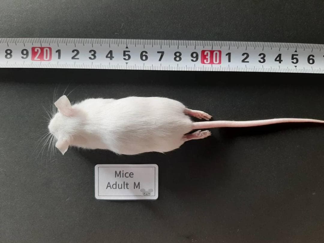 ✌︎('ω'✌︎ )国産冷凍マウスアダルト L 30匹 アダルトM30匹