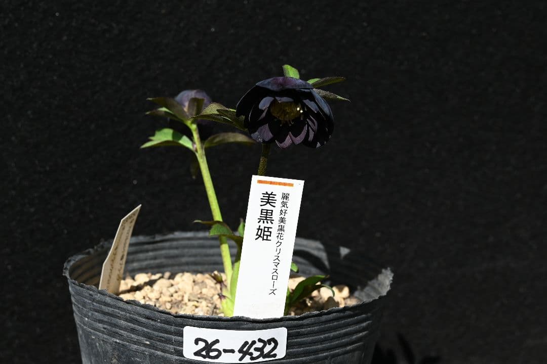 クリスマスローズ 訳あり！認定美黒姫 加藤農園 - メルカリ