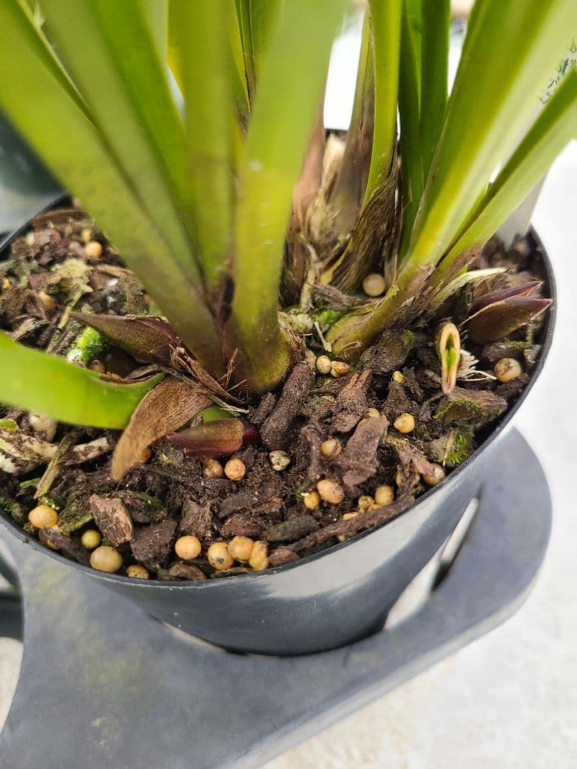 ミスマフェット。花芽3個。5鉢セット。蜜蜂誘引蘭。日本蜜蜂 - メルカリ