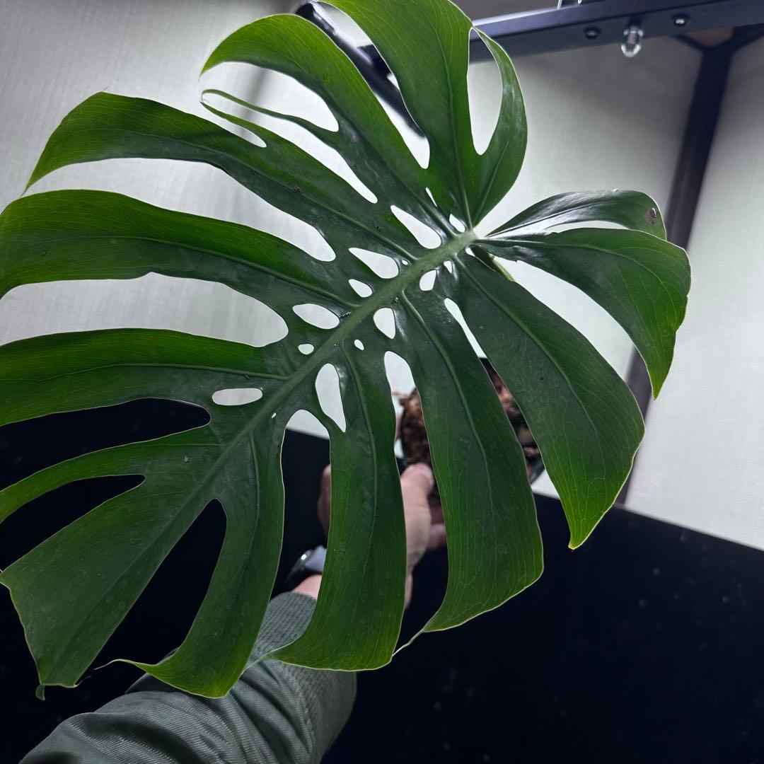 k*j様 モンステラデリシオーサマクロコズム超希少系統鉢植え47㎝ モンステラデリシオーサマクロコズム超希少系統鉢植え77㎝ - メルカリ
