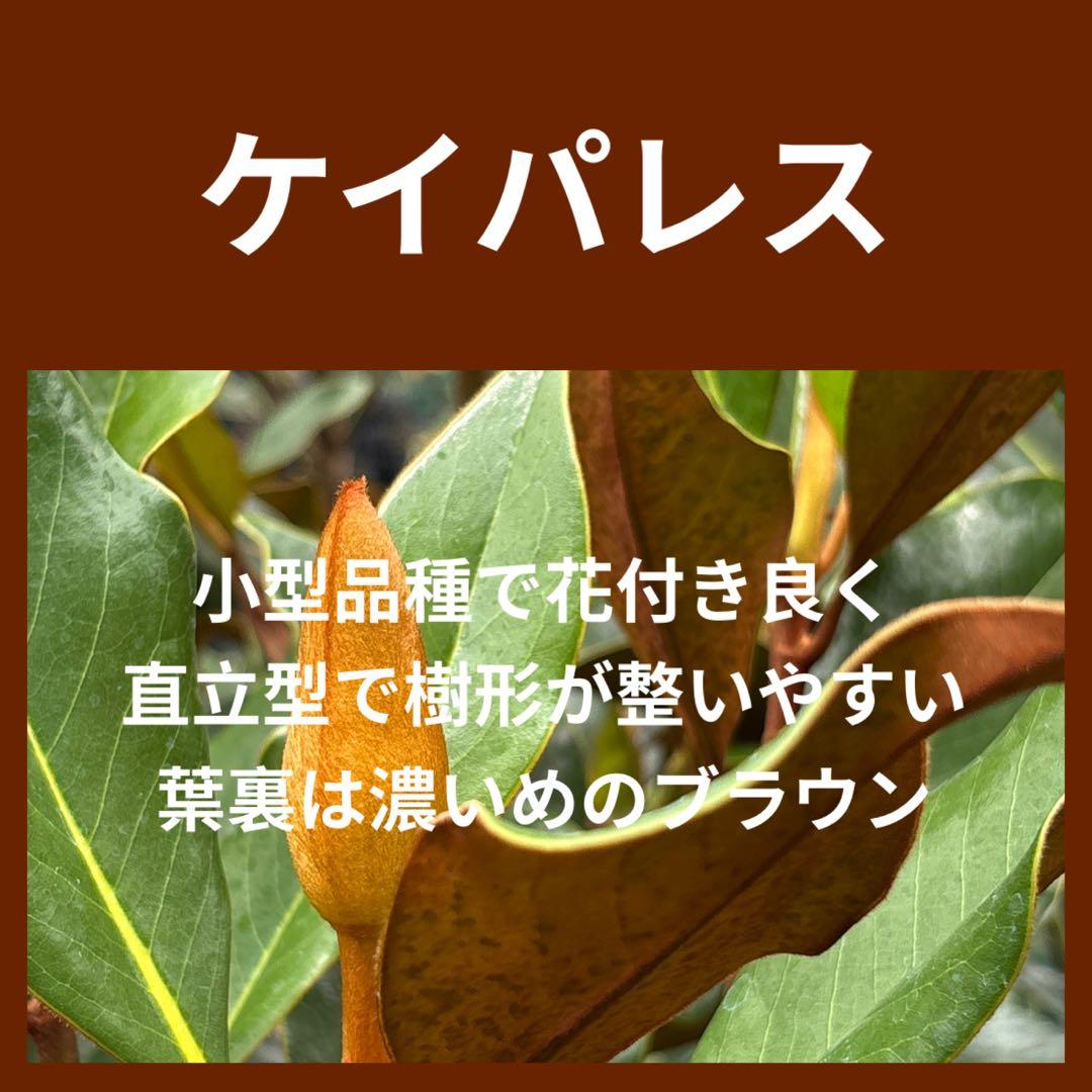 41. ケイパレス マグノリア 泰山木 タイサンボク 苗 苗木 小型品種 タイサンボク ケイパレス 苗木 3.5号ポット 挿し木苗 : エスフルール