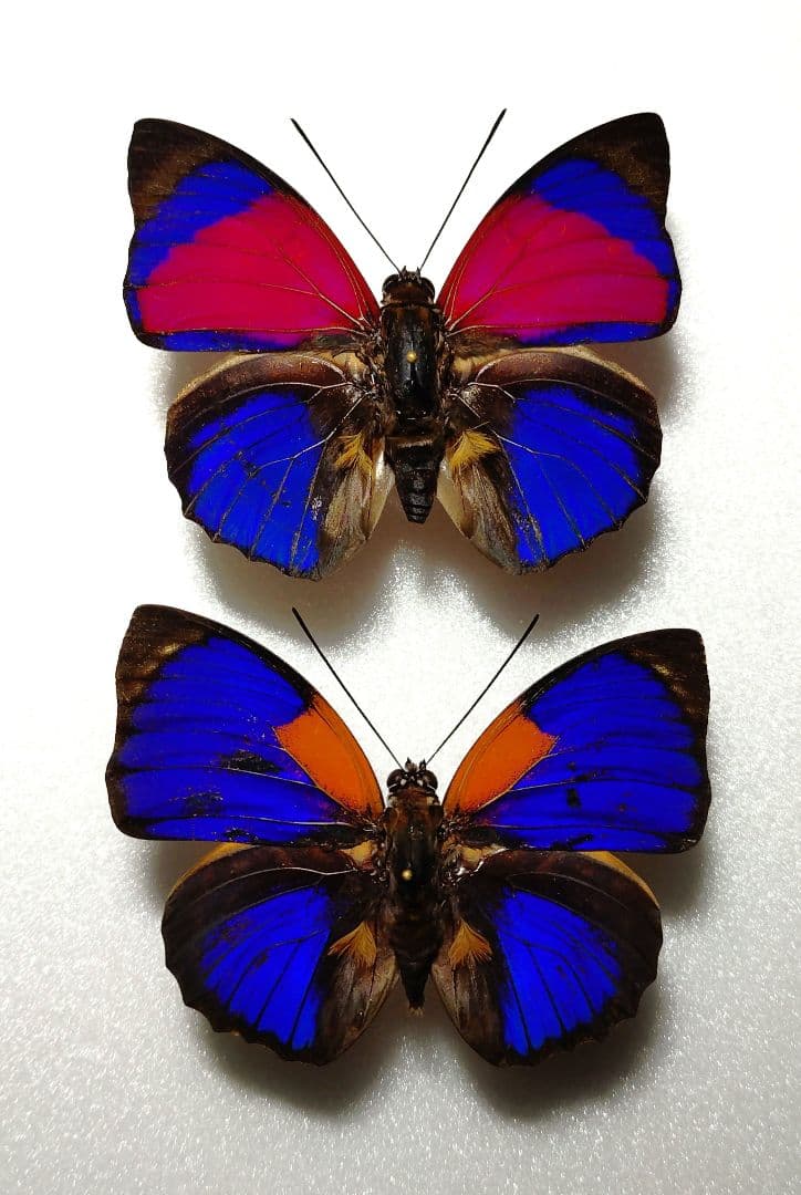 外国産蝶標本‼️美麗翔ぶジャングルの宝石　アグリアス２種類セット 2026年最新】アグリアス 標本の人気アイテム - メルカリ