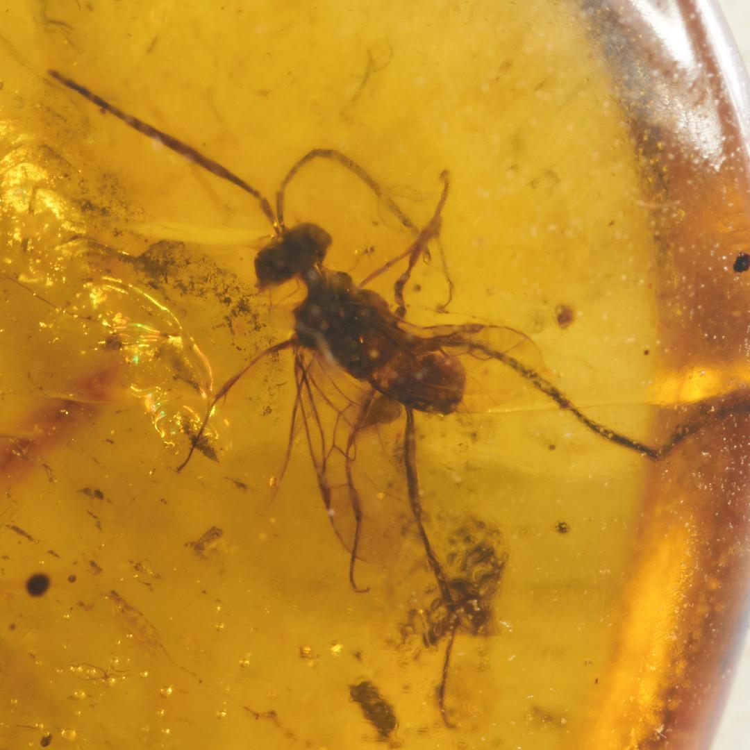 ZB322虫入り琥珀化石 ミャンマー カムティかタナイ産 9900万年前