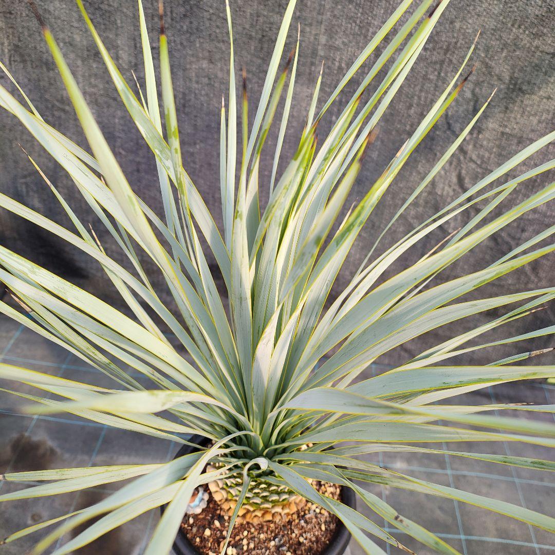 h*o様 ユッカ ロストラータ Hybrid No.2 - メルカリ