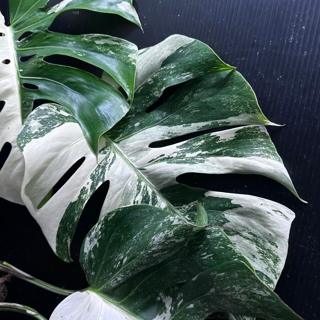 斑入りモンステラ ホワイトタイガー極美大株76cm白斑多