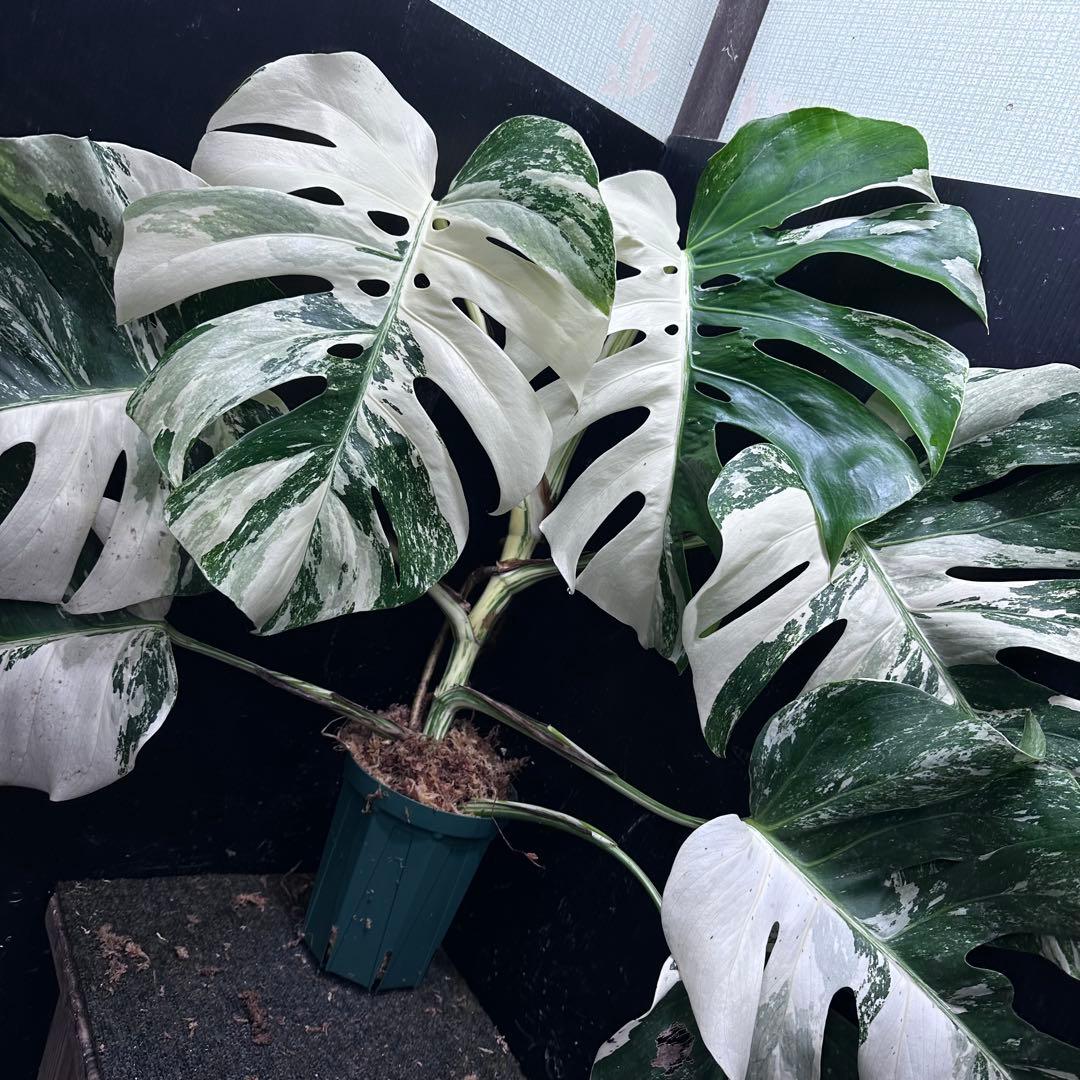 斑入りモンステラ ホワイトタイガー極美大株76cm白斑多