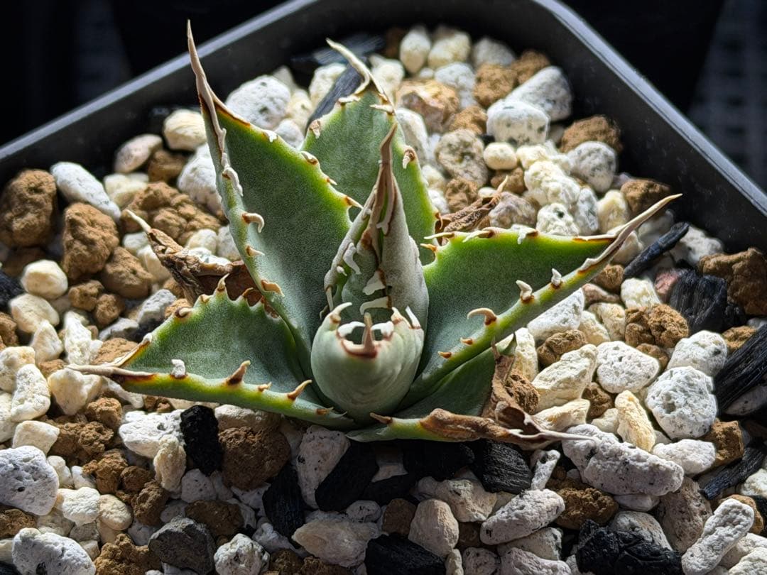 アガベ エボリスピナ選抜実生株 鉢ごと発送 E-1 - メルカリ