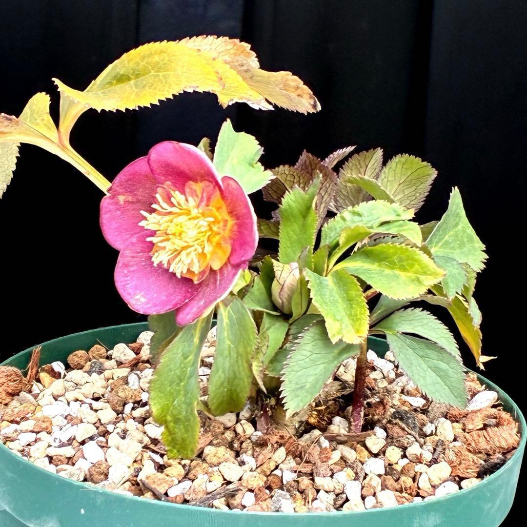 も*読様 3491☘️蕾花、タグ付き☘️金SD⭐️オーレア⭐️小輪⭐️金/紅ツー