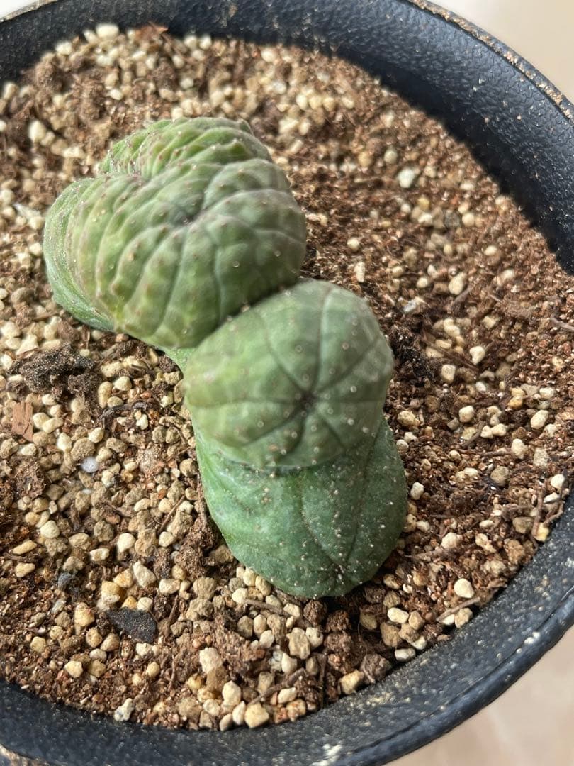 お値下げ依頼対応中です⭐️キャンセルも大丈夫です⭐️