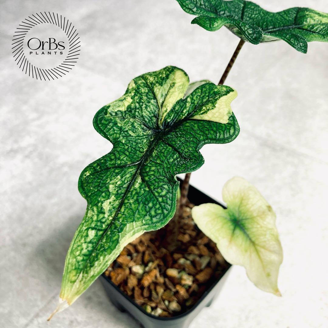 アロカシア ジャックリン斑入り バリエガータ ※鉢のまま発送 - メルカリ