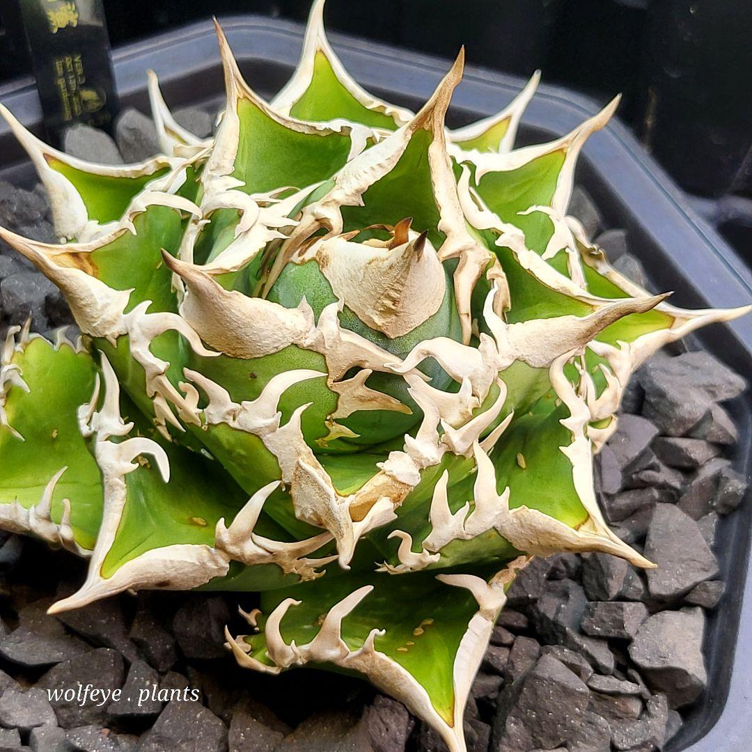 アガベ チタノタ 大白鯊 PUP ホホジロザメ - メルカリ