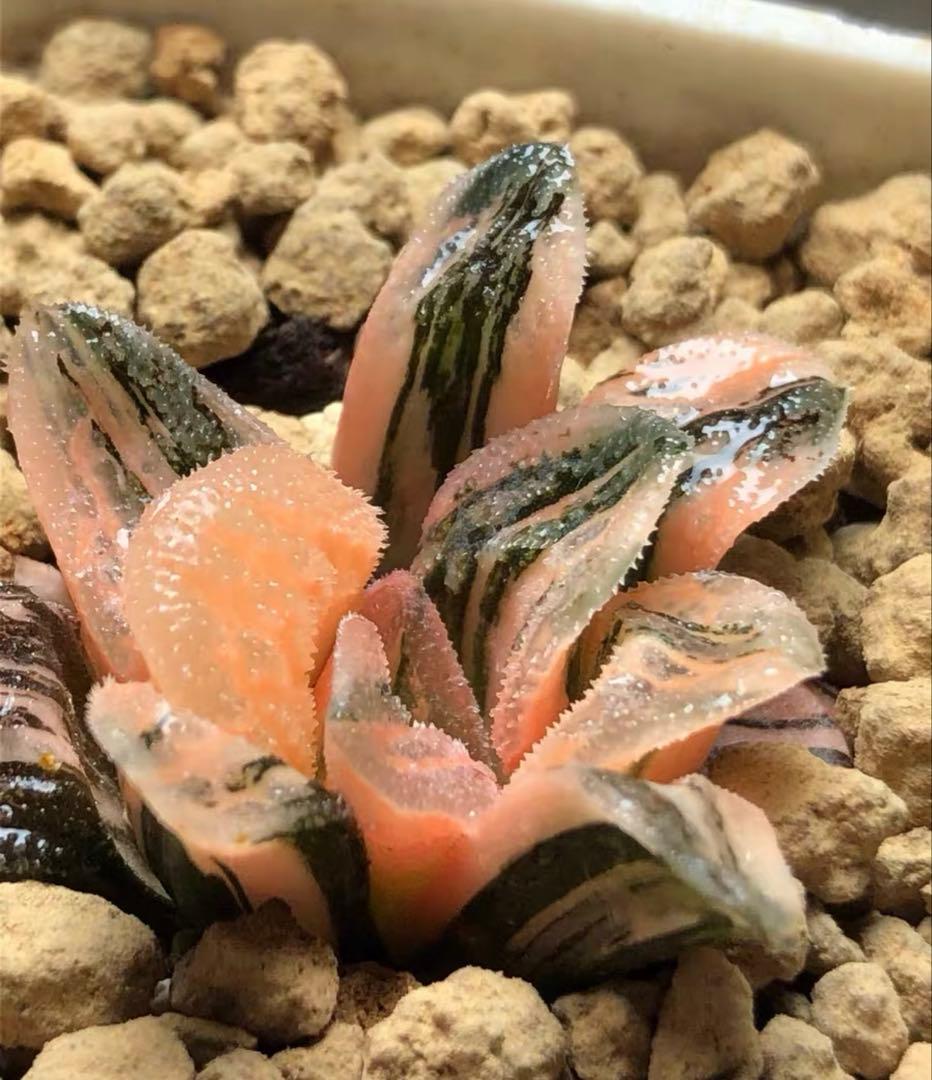 O*Z様 多肉植物 ハオルチア 毛蟹錦 鮮明錦 極上斑 - メルカリ