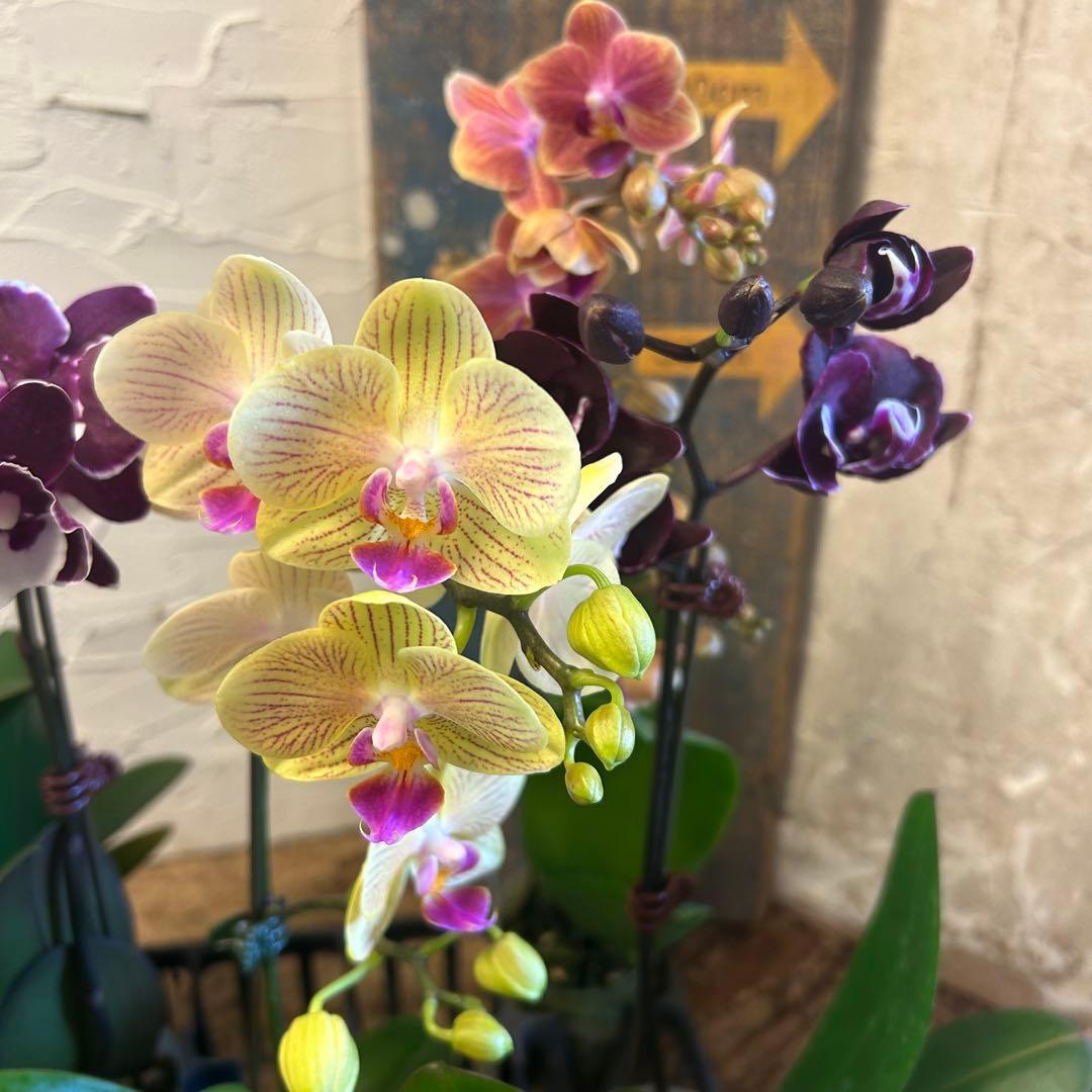 胡蝶蘭 変わり咲きアソート 8種8ポット ファレノプシス