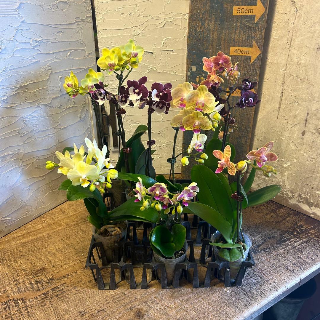 胡蝶蘭 変わり咲きアソート 8種8ポット ファレノプシス