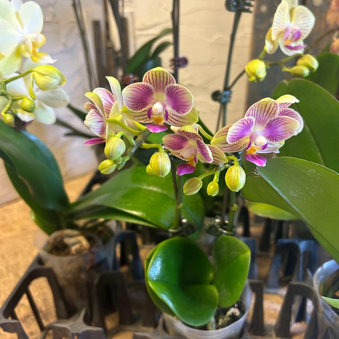 胡蝶蘭 変わり咲きアソート 8種8ポット ファレノプシス